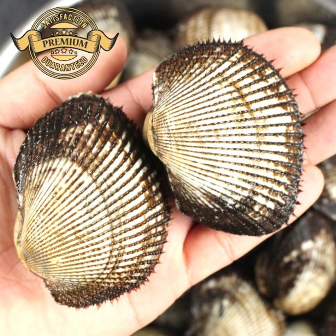 [실패없는 벌교 피꼬막] 국내산 벌교 피꼬막 활 피꼬막 제철 해산물 조업 피조개 피꼬막 활 꼬막, 1박스, 벌교 피꼬막 10kg 혼합