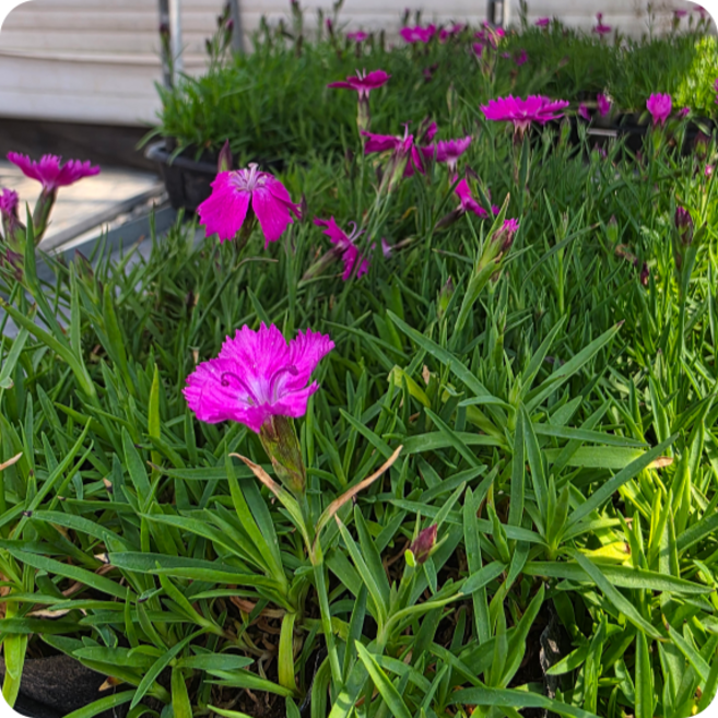 사계패랭이 꽃 10포트X1set 상록 꽃잔디모종 키우기 봄 가을 지피식물 농장 정원 잔디 심기, 1개