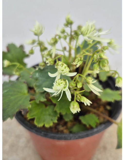 새롬이네정원 대문자초-백파 야생화, 1개