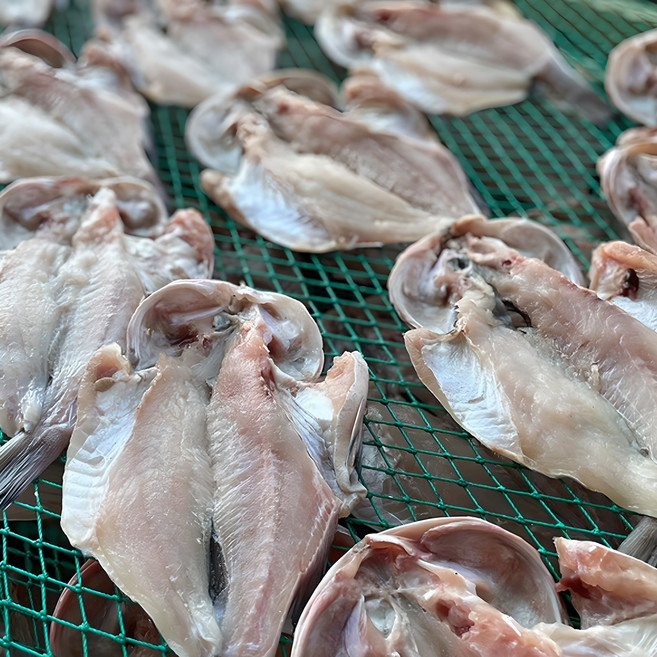 국내가공 손질 능성어 해풍건조 제수용생선 20~23cm 찜 구이 반건조생선, 1개, 500g 내외(3미)