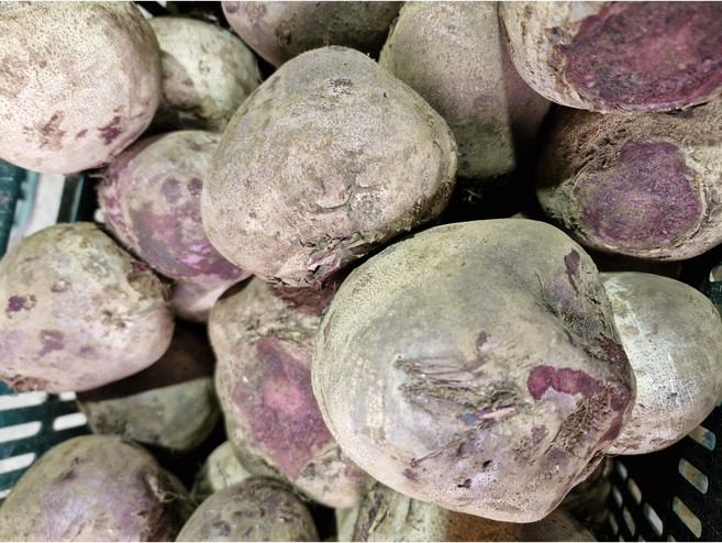 국내산 제주 레드비트 가정용, 1박스, 5kg (개당100-300g)