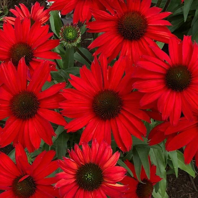 모종/에키네시아-(키스멧 레드) 12cm포트- TD084