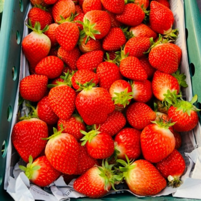 당일수확 산지직송 국내산 고당도 논산 설향 생 딸기, 1세트, 논산 생 딸기 설향 700g (40-42과) 한입과