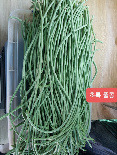 (차씨네숍)줄콩 롱빈 (LONG BEAN) 껍질콩 국내재배 그린빈스 스트링빈, 1개