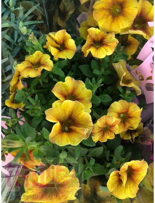 花花世界 季節花卉 歐洲牽牛花 (不挑花色) - 花繁葉茂 - 花多易開花 / 6吋盆 / 高約15-20cm, 1個