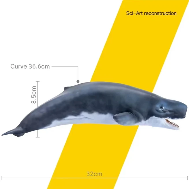 선사 시대 공룡 모델 56 레케나 리비아탄 컬렉션 과학 교육 정자 고래 동물 장식 장난감 축제, 01 Leviathan Melvillei
