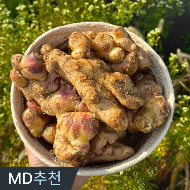 삼시세끼연구소 생강청용 특품 영주 봉화 26년 국산 햇생강 세척 생강 흙생강 1순위, 1박스, 500g