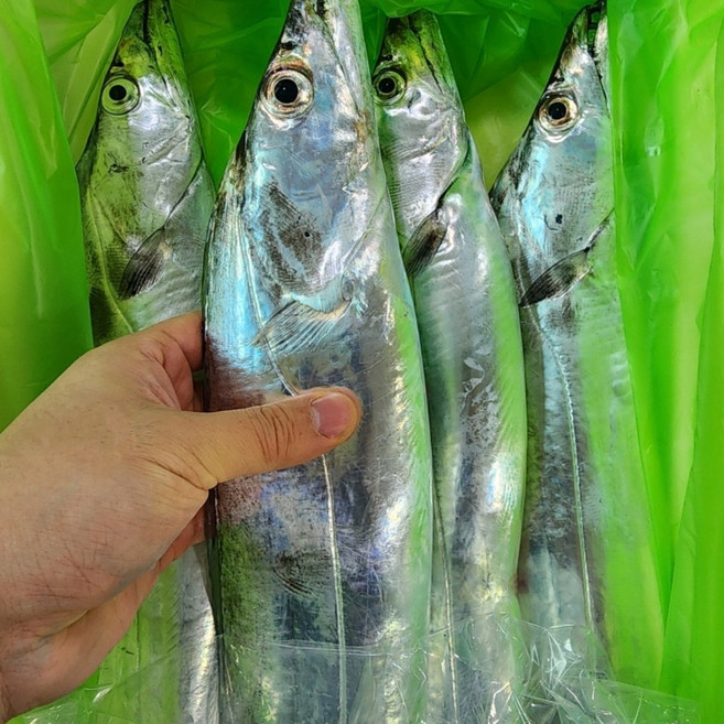 새벽경매 제주갈치 생갈치, 생물갈치 왕특대 700g 3마리 2.1kg, 1개