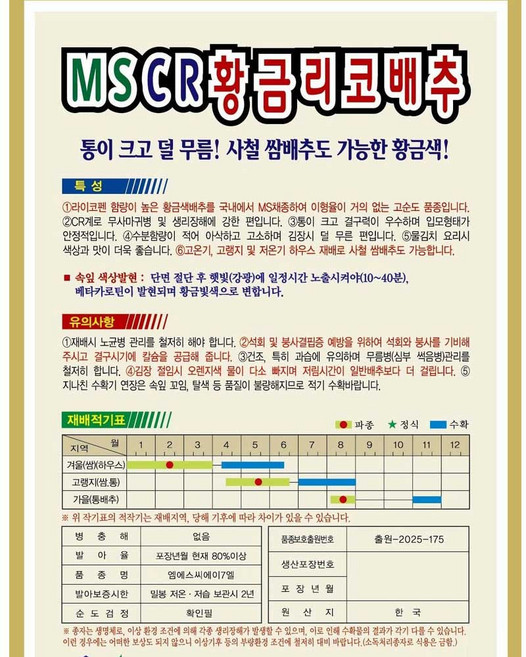 영농사 [MS채종 CR 황금리코 배추 씨앗 300립], 10개