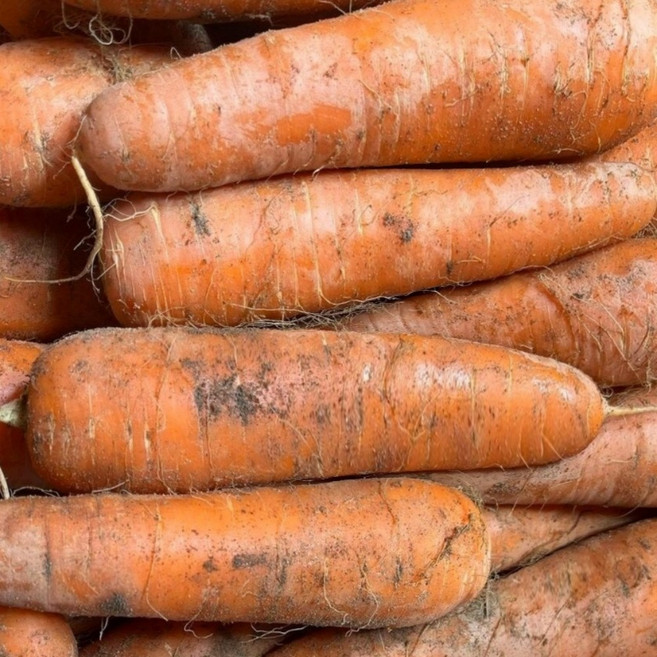 꿀품 국내산 제주 구좌 당근 햇당근 흙당근, 1개, 5kg (상)