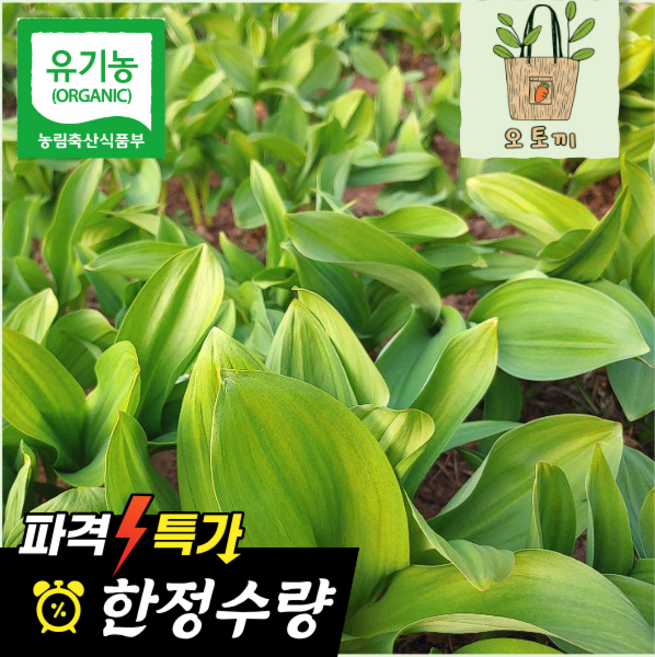 [오토끼마켓] 유기농 국산 명이나물 울릉도종 홍천 산마늘 산지직송, 1개, 1kg