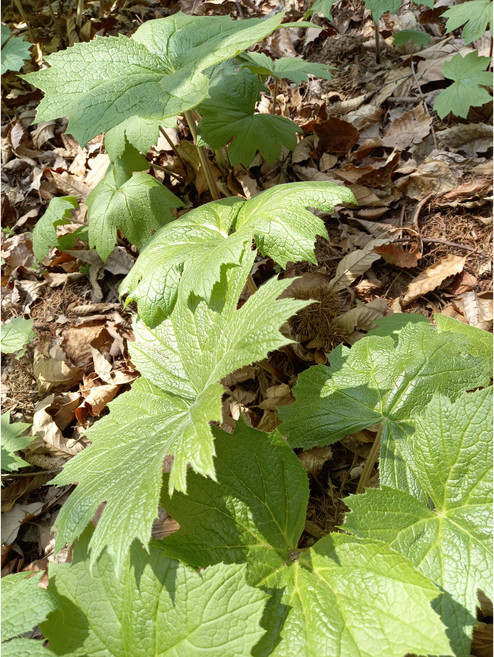 병풍취잎 (줄기없음) 1kg, 1개