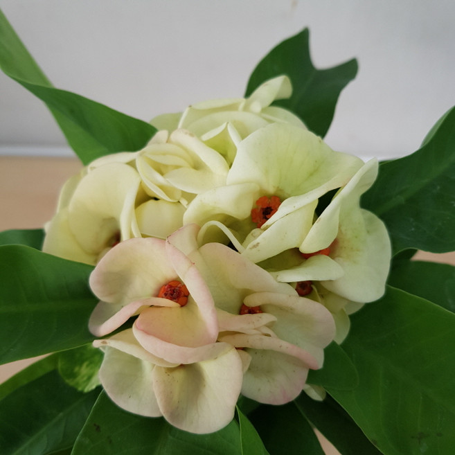 [용이네 화원] 큼직한 꽃이 너무 이쁜 아이보리 대왕꽃기린 129 화원 농원, 1개