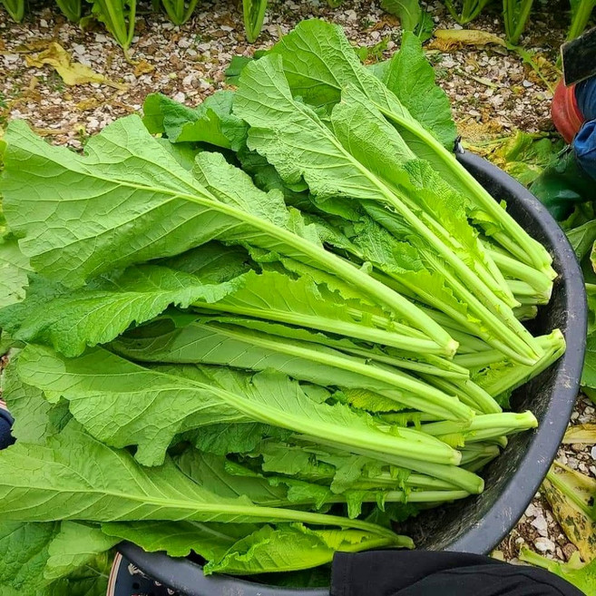 산지직송 노지 여수 돌산갓 생갓, 돌산갓_2kg, 1박스