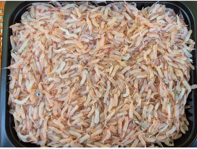 김장용 생새우 급냉 햇동백하, 1개, 2kg