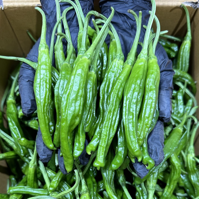 안 매운 꽈리고추 특A급, 1개, 4kg