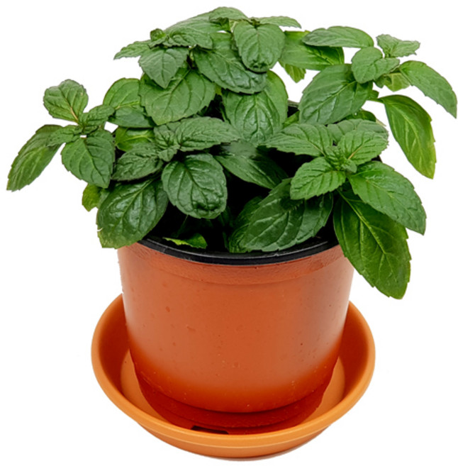 미스터허브 실내 공기정화식물 식용허브 키우기 화분 분갈이 인테리어 식물, 10_박하, 5000개