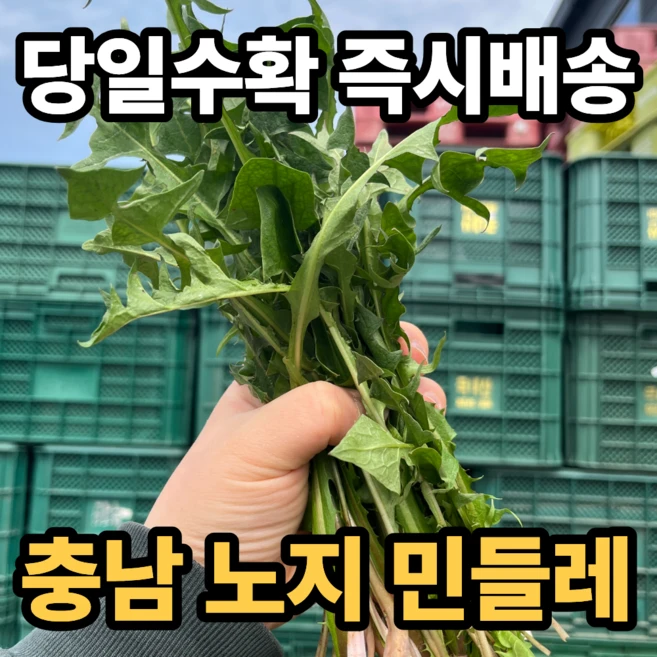 [산지직송] 당일수확 국내산 생 민들레 잎, 1박스, 1kg - 쿠팡