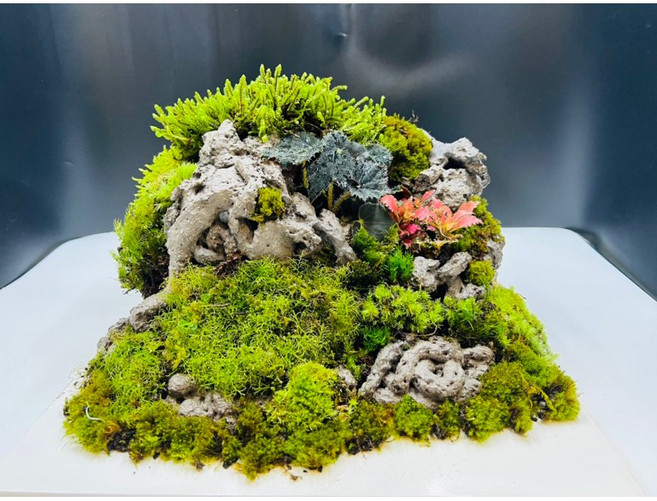 苔鑽 綜合稀有苔蘚生態盒（蛋糕造型） 25.5x25.5x26.7cm 微景觀, 1個