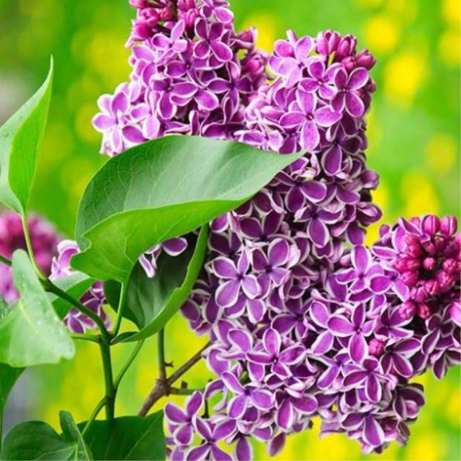 라일락나무 센세이션 4-5년스탠다드 상묘 접목 묘목 포트 꽃나무 정원수, 센세이션 4-5년, 1개