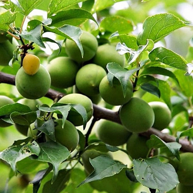 청 매실 나무 묘목 결실주 R3, 청매실 결실주, 1개