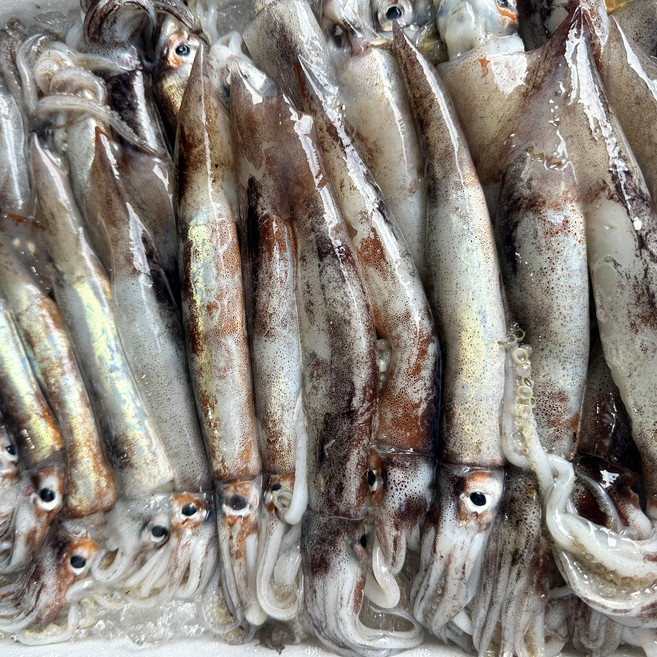 당일바리 산지직송 국내산 통찜용 오징어 800~1kg, 1개, 800~1kg (9~13미)