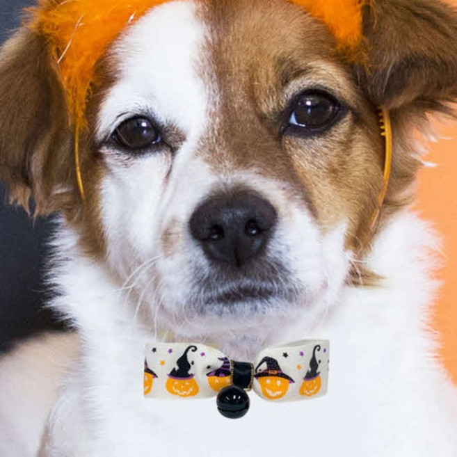 해피파티 할로윈 방울 목걸이 펌프킨 리본, 본품, 1개