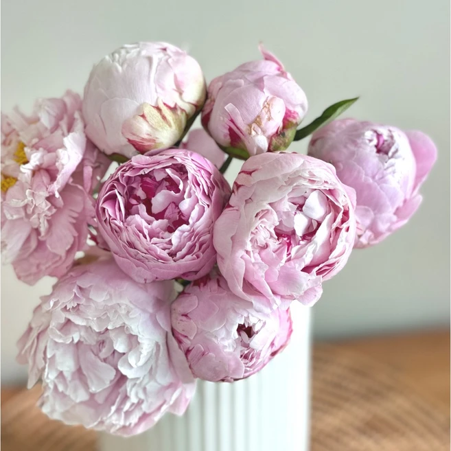 리틀캠든 핑크 작약 생화 작약꽃 생화인테리어, 사라 핑크작약 4송이, 1개 - 쿠팡