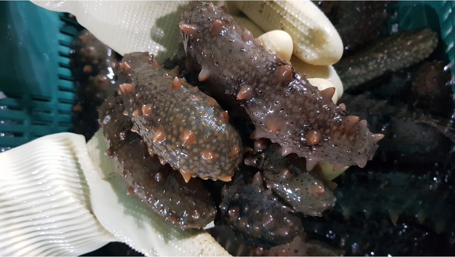 산지직송 통영 자연산 해삼 500g 제철, 1세트, 활해삼 500g
