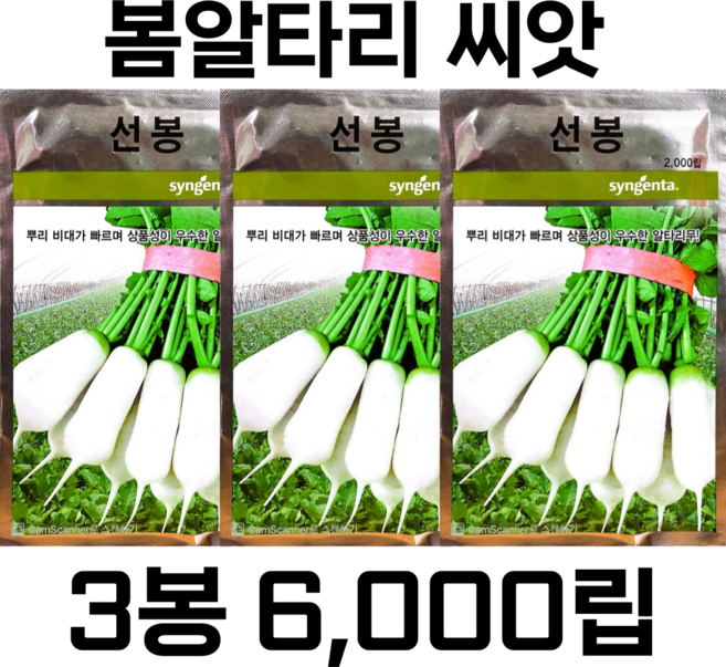 사계절 알타리 씨앗 조생종 영리용 알타리무 3봉 세트 선봉알타리 신젠타코리아 팜한농 무 씨앗, 1개