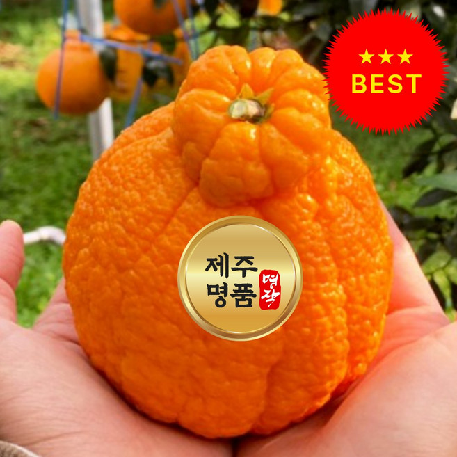 [오늘의특가] 과즙폭발 고당도 제주 한라봉, 1개, 제주 한라봉-(중소과) 5kg