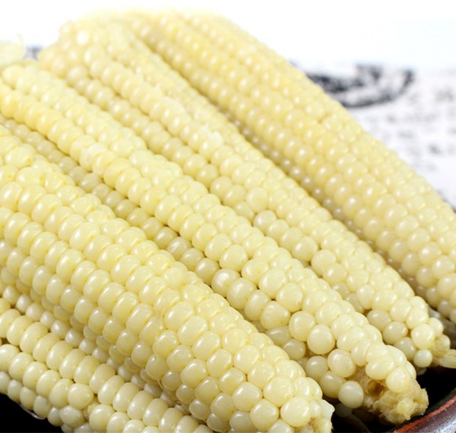 [햇님농장] 무주 대학찰옥수수 12개입, 4세트, 1팩당 3개입