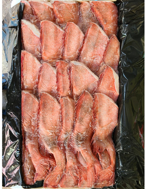 [삼성씨푸드] 손질 두절적어 6.5kg 10kg 장문볼락 아까 열기 빨간생선 볼락, 1개, 두절적어M 6.5kg 25미 전후