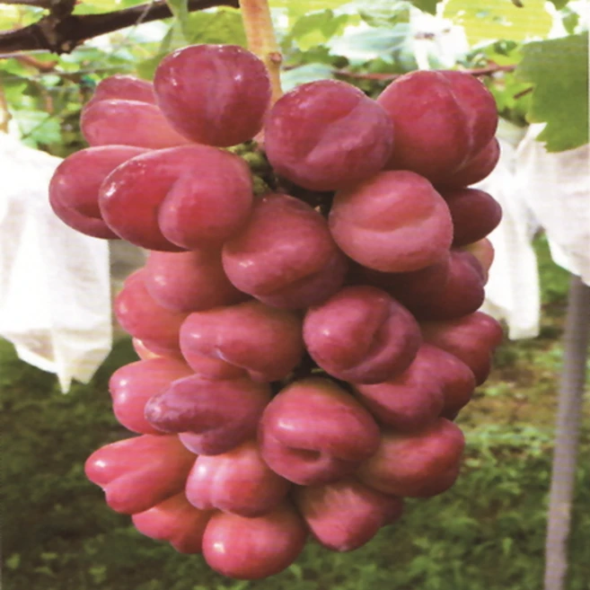 포도나무 묘목 접목1년생, 마이하트 접목1년, 1개 - 쿠팡