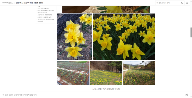 토종수선화구근 노랑10개/하얀10개 판매/ 평창게으른농부