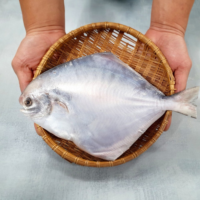 신안 손질 참병어 대 중 소 당일바리 스킨 포장 제수용 구이 횟감, 1. 신안 참병어 (소) 23cm내외, 1개