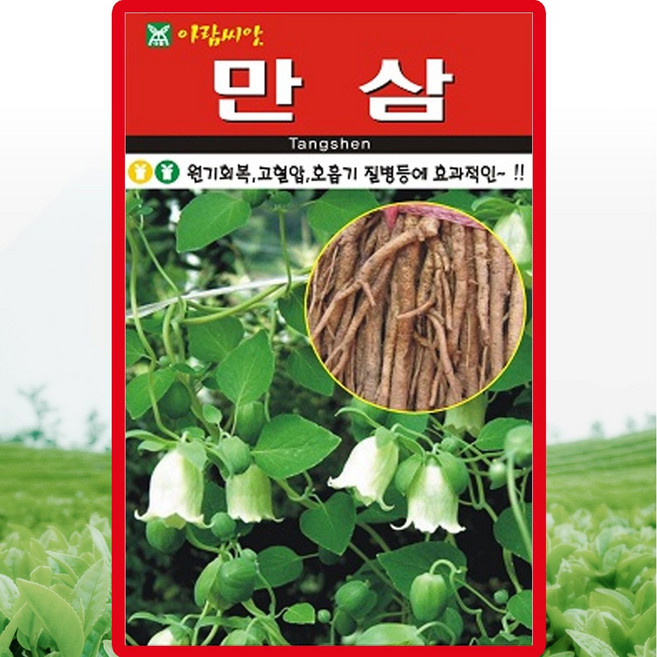세인화분 만삼 1000립 - 국산 삼 씨 씨앗, 2개