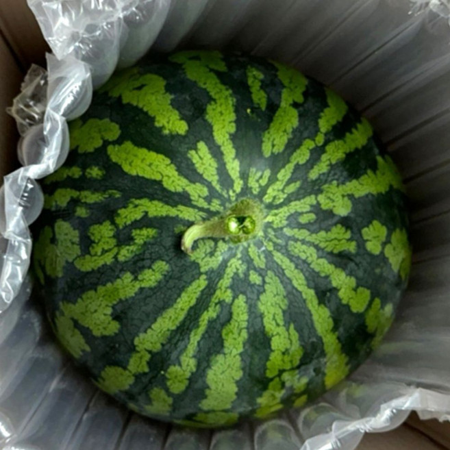 당도 13브릭스이상 국내산 하우스 수박 특품, 1개, 6kg내외