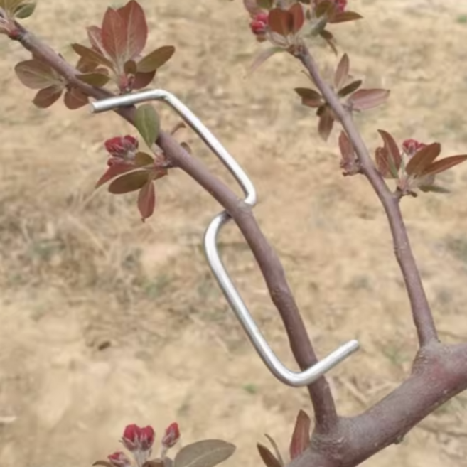 골드픽 가지유인 클립 대형, 25개