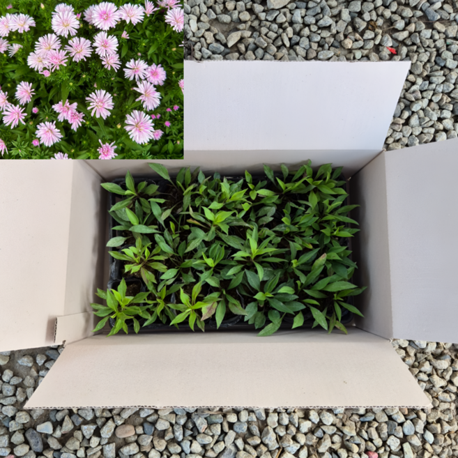 아스타 베이비핑크 25개세트 아스타국화꽃 노지월동, 1개