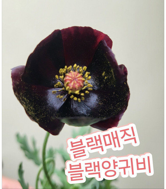 블랙양귀비 블랙매직/신종 귀하디귀한, 1개