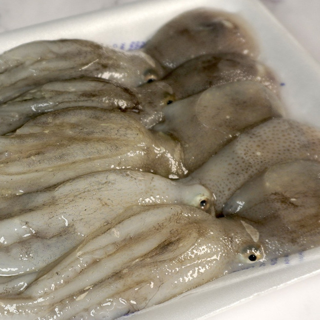 당일조업 출발 대천항 생물 주꾸미 1kg, 1세트