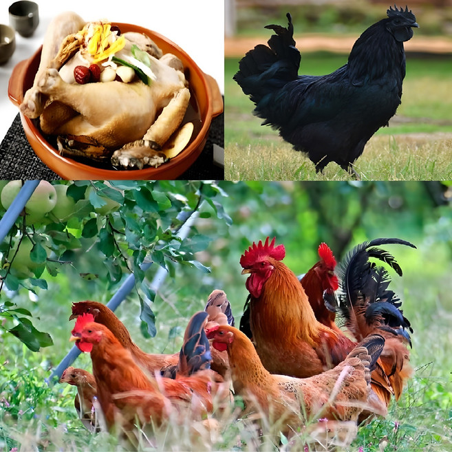 토종닭 2kg내외 생닭 볶음탕용 시골토종 장닭 암닭 오골계 [티백증정] 몸보신용 주문손질 [오후5시이전 주문 당일출고], 5.토종닭탕용 2kg내외, 1개