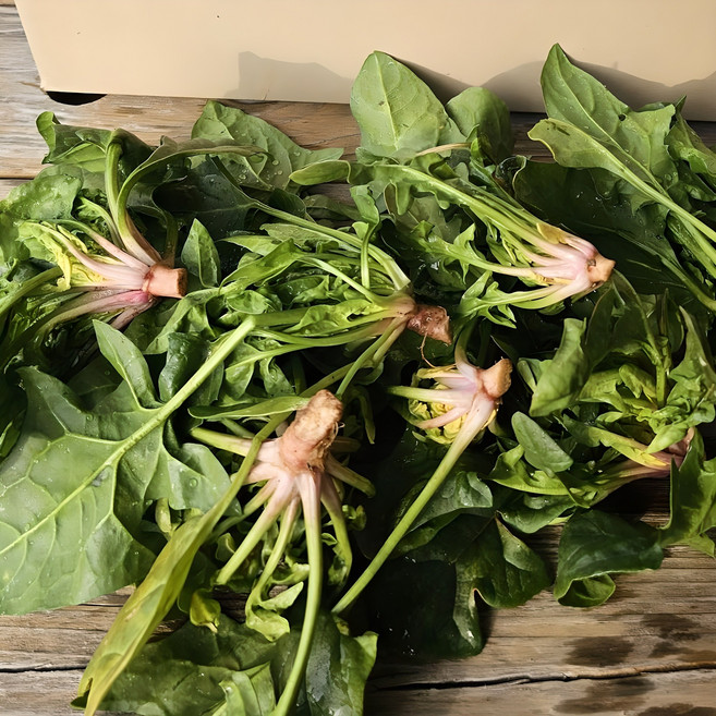 26년 제철 여수 돌산 노지 시금치, 1개, 시금치 1kg