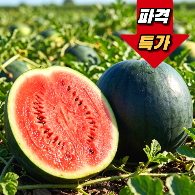 [단독특가] 산지직송 초고당도 꿀 흑수박 프리미엄 흑미수박, 1개, 5~6kg