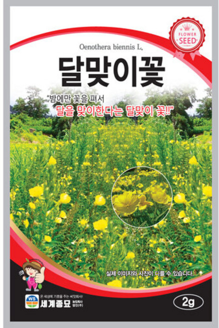 달맞이꽃 2g 꽃 씨앗 세계, 5개