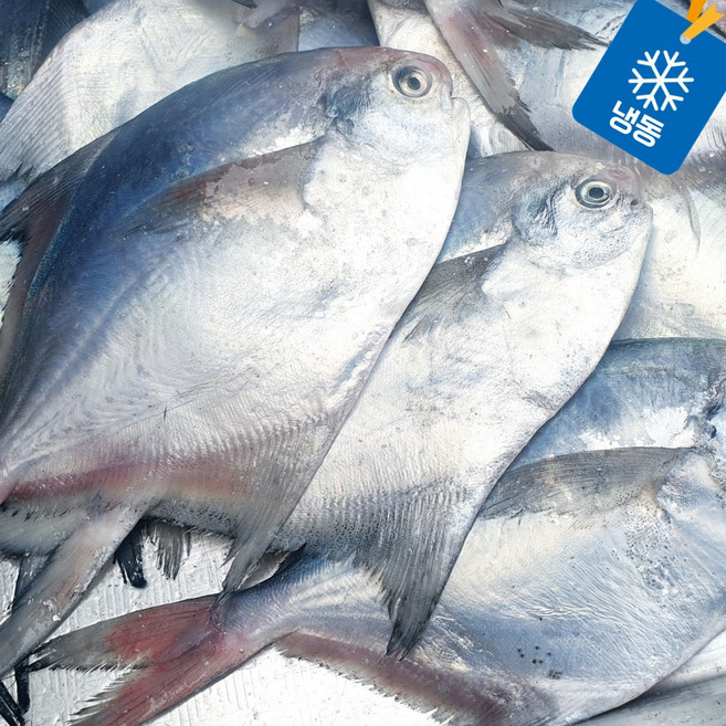 목포 신안군 급냉 자랭이병어 병어 산지직송 실속형, 1박스, 500g(5마리)