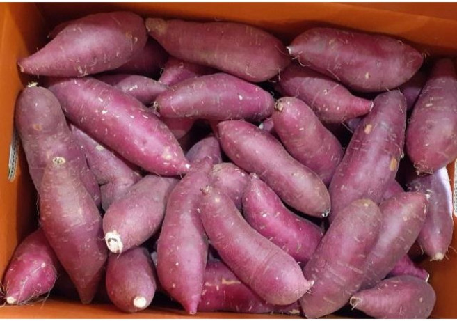 [GAP인증] 껍질째 먹는 영암산 황토 꿀고구마 한입크기(30g~60g/개)/세척.살균+큐어링(숙성), 3kg, 1개