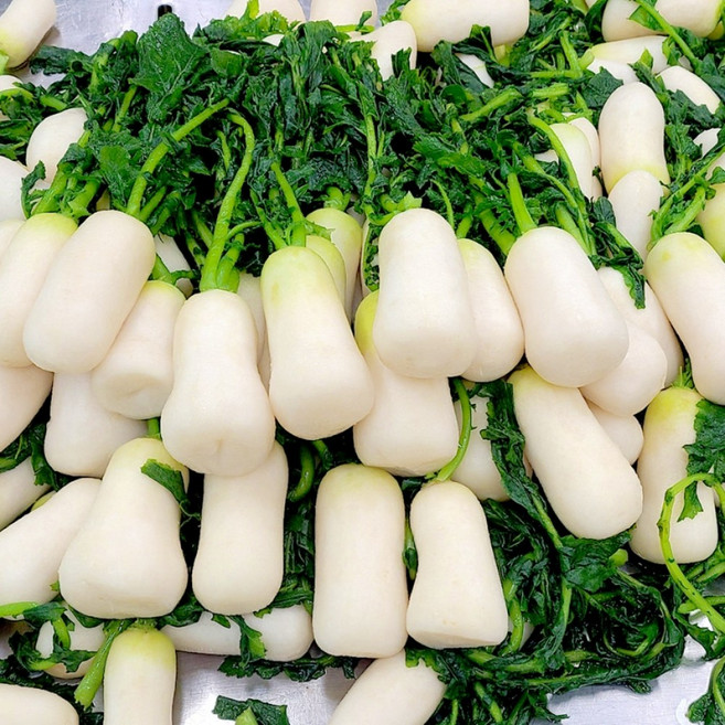 [예약배송] 국내산 총각김치용 절임 알타리 무 25년 햇 알타리, 1개, 5kg(무청일체형)