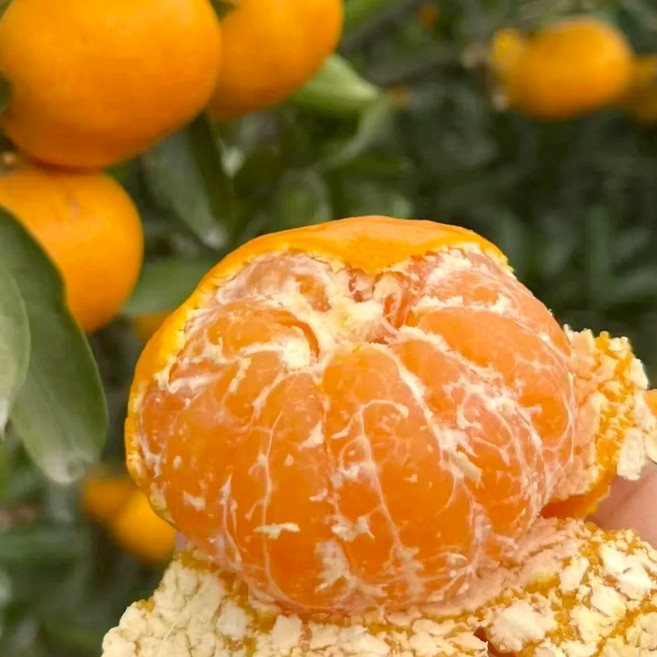 [가정용추천] 달콤 신선 제주 하우스 감귤 임산부 간식으로 딱, 1개, 제주 햇 하우스 감귤 4.5kg (2S) 소과